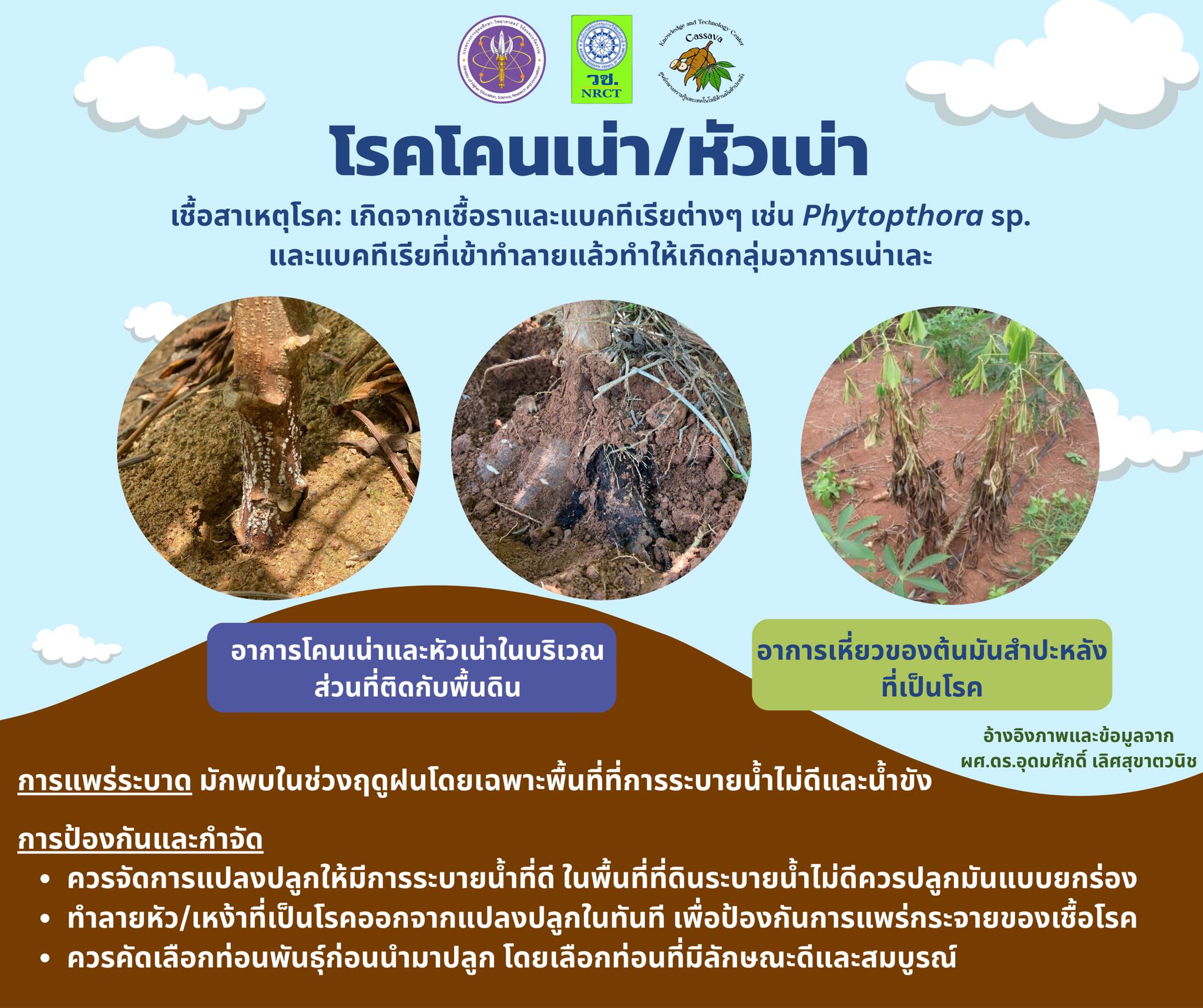 Cassava Root and Tuber Rot Disease - CassavaHub.org